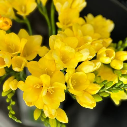 fresien blumenzwiebeln balkon züchten gartenblumen garten zimmerbonsai zimmerpflanzen gartenbedarf blumenzwiebeln bodendecker winterhart mehrjährig nachhaltige geschenke gartendeko 14zwiebeln