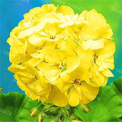 50pcs / bag Gerani rari misto semi di semi di colore bonsai semi di fiore Appleblossom Rosebud Pelargonium perenne fiore 9: Only Seeds