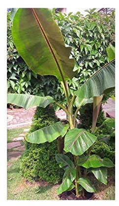 Pcs - 10x Musa (Bananier) Sikkimensis Red Tiger Branche Jardin Plantes - Graines ID133 - Seeds & Plants Shop by Ipsa