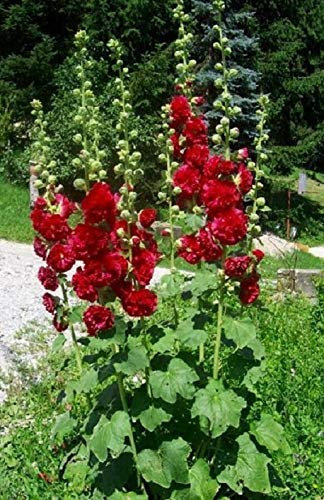 South Eastern Horticultural Hollyhock Chater's Double Scarlet Perennial Large Plug Plants Pack x6