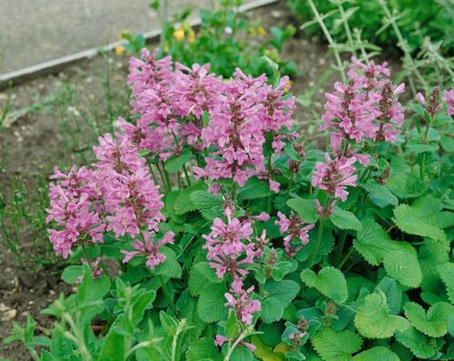 Stachys grandiflora 'Superba' 9x9 cm Topf – Winterhart, Mehrjährig, Pflegeleicht – Großblättriger Ziest – Staude für Beet & Rabatte