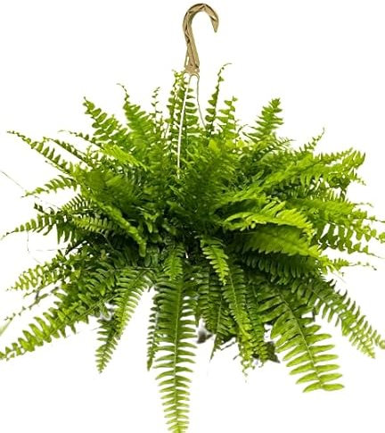 Helecho Colgador XXL Natural Dale Vida a tu Casa con esta Planta de Tamaño Grande