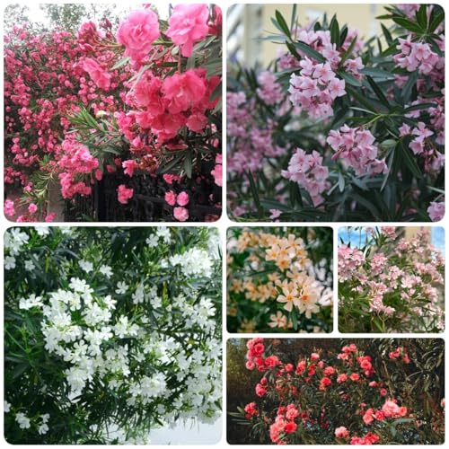semillas de adelfa resistentes, interior, arbustos de rápido crecimiento, adelfa Las de jardín son perennes 20pcs