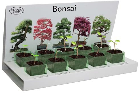 Pronto Seed Grow Your Own Bonsai Tree Kit with 5 Seed Varieties - Indoor Growing Set with Sustainable Packaging Display - Gift for Women, Men - Beginner-Friendly