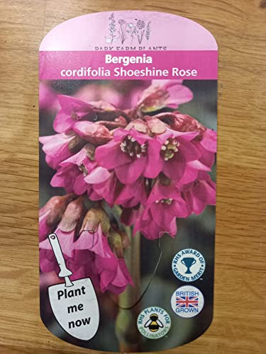 BERGENIA cordifolia Shoeshine Rose 1x 9cm Pot