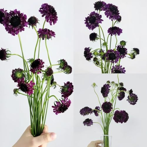 semillas de escabiosas - escabiosa - silvestres de balcón, cortadas sarnosas, balcón, decoración de otoño 35pcs