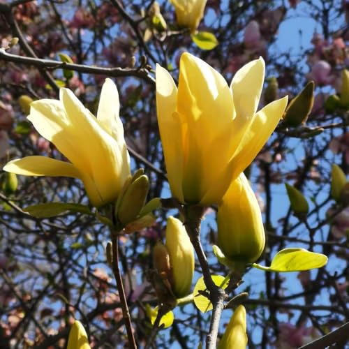 semillas de magnolia - jardín resistentes verano rocas variedades antiguas sombra 10pcs