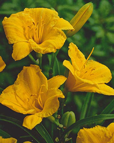 Taglilie Stella de Oro Hemerocallis (1 Wurzelstück) Winterhart Staude