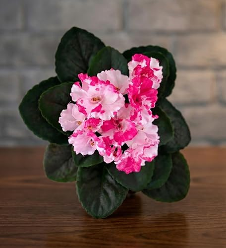 8 Inch Artificial Semi-Miniature African Violet White Pink – Realistic Faux Flower for DIY Arrangements, Crafts & Home Décor, No Pot