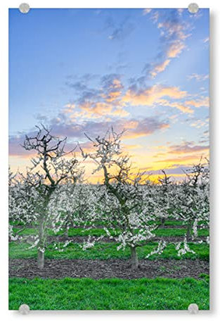 artboxONE Acrylglasbild 120x80 cm Natur Apfelbäume am Niederrhein - Bild apfelbäume apfelbäume blüten