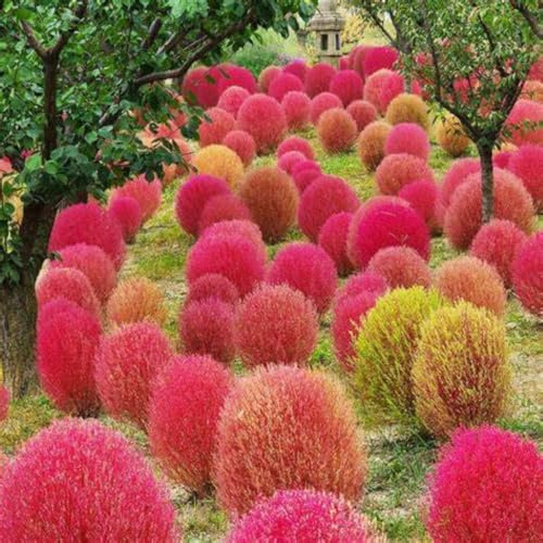 Semi di Cipressino Annuale Kokia, cochia sementi selezionati seeds semen graines semillas