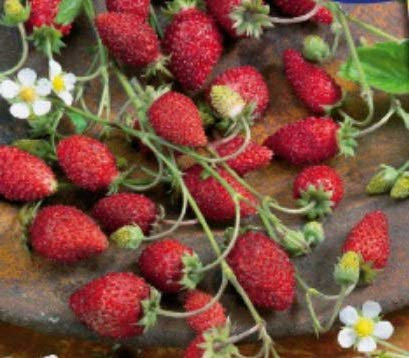 Pcs - 20x Strawberry Bush Baron Solemacher - Seeds Fruit Garden KS468 & Plants Shop by Ipsa