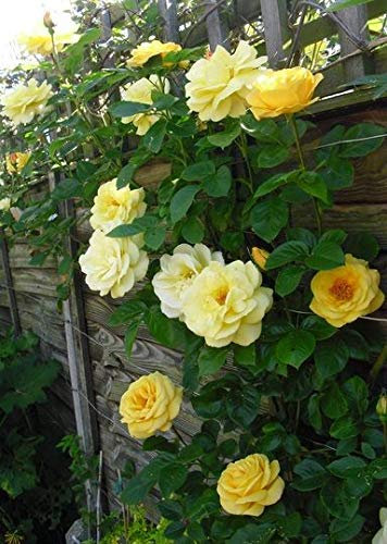 Potted 2 Litre Climbing Rose Arthur Bell Perennial Plant
