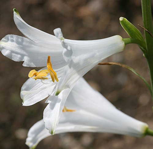 Weiße Paradieslilie - Paradisea liliastrum - lebende Gartenpflanze aus den Baumschulen