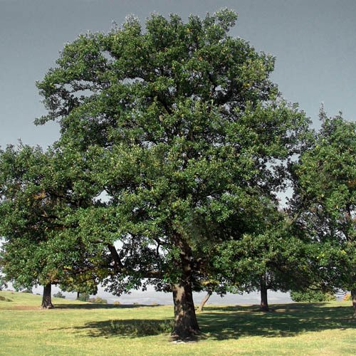 Graines de gland de chêne (Quercus Robur) de Plant World Seeds: PAQUET DE 100 GRAINES