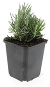 Lavandula angustifolia 'Dwarf Blue' Echter Lavendel Set mit 12 Pflanzen