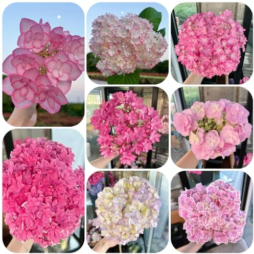 semillas resistentes de hortensias - para balcón hortensia, silvestres perenne al exterior, 15pcs