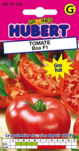 30 Graines de Tomate AGORA F1