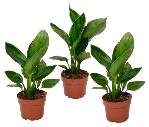 Plant in a Box - Strelitzia Reginae - Set de 3 - Ave del Paraíso - Maceta 10,5cm - Altura 25-40cm