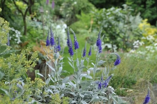 Veronica spicata ssp. incana 'Silbersee' 9x9 cm Topf – Winterhart, Mehrjährig, Pflegeleicht – Ehrenpreis – Staude für Steingarten & Beet