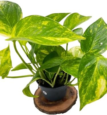 Poto Natural Planta de Interior Exótica con Hojas Grandes y Cuidado Sencillo