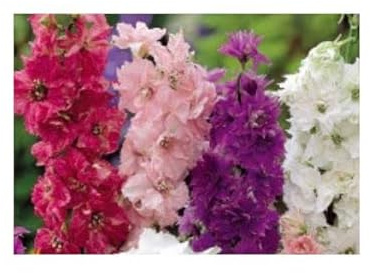 Stk - 30x Rittersporn Hyacinth artigen Mix Delphinium Garten Pflanzen - Samen KS163 - Seeds & Plants Shop by Ipsa
