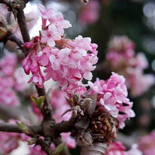 Viburnum Bodnantense Dawn - Duftender Winterschneeball 30-60 cm - Rosa Blüten - Winterblüher für Garten
