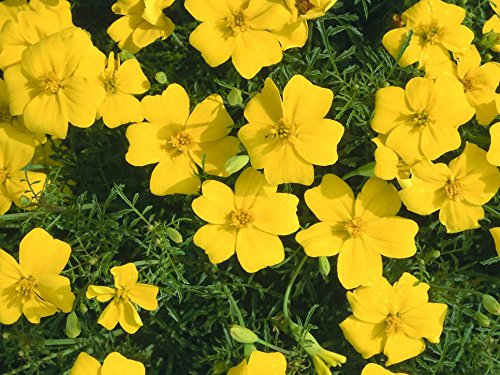 PREMIER SEEDS DIRECT - MARIGOLD TAGETES - LEMON GEM - 0.6 GRAM ~ APPROX 780 FINEST SEEDS