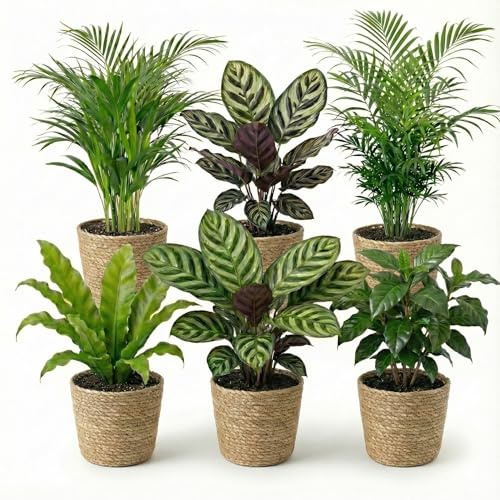 Vdvelde․com - Zimmerpflanzen Set 6 Stück tierfreundlich, Seegras Körbe | Luftreinigende, katzenfreundliche Grünpflanzen für Wohnzimmer und Homeoffice, pflegeleicht, 30-40 cm hoch