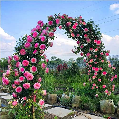 Grande arche de jardin en métal pour plantes grimpantes, 120 x 220 x 40 cm – Treillis à roses en aluminium, idéal pour les concombres, les vignes et les légumes, structure de soutien extérieure