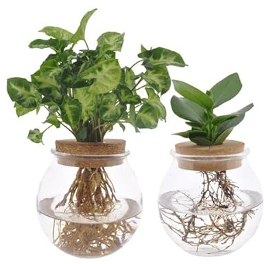 Clusia & Syngonium Pflanzenset im Kugelglas – Hydroponie Zimmerpflanzen – 2 Pflanzen – Ø12cm – Höhe ca. 30cm – moderne Glasdeko mit Grünpflanzen für Wohnzimmer, Büro & Geschenkideen