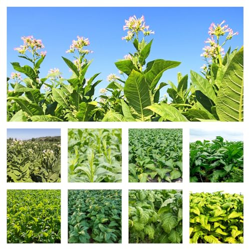 semi di tabacco di per la decorazione giardino al coperto balcone, varietà antiche selvatiche, resistenti rare 400pcs