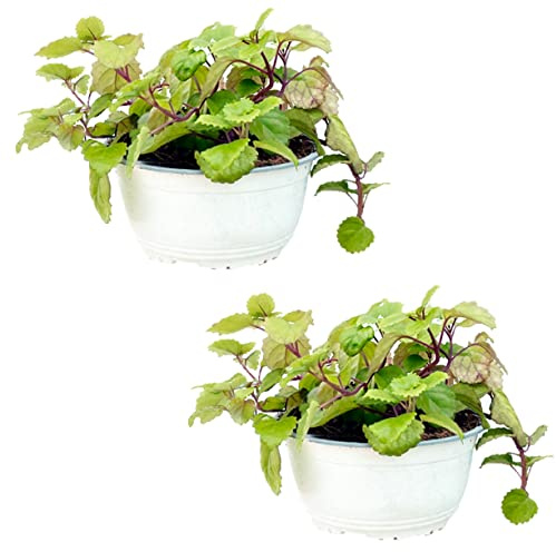 Pack 2 Plantas del Dinero Colgante - Planta de interior de decoración - Planta Natural - Planta Viva