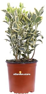 Pianta Euonymus Japonicus o Evonimo diverse varietà pianta ornamentale da esterno cespuglio decorativo vero venduto da eGarden.store (Euonymus Japonicus Bravo v.17 cm)