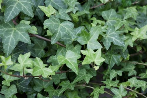 Efeu Hedera helix Woerner 80-100 cm Kletterpflanze immergrün winterhart | Sichtschutz an Fassade, schnellwachsend, schnittvertraeglich, halbschattig bis schattig, robuste Bodendecker geeignet