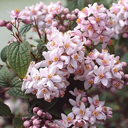 Deutzia Hybrida 'Mont Rose'- Deutzie hybride 'Mont Rose' 40-60 cm en conteneur