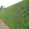 10 x Ligustrum ovalifolium (Gehölz/Heckenpflanze/Winterhart/Mehrjährig/Immergrün) Ovalblättriger Liguster - Immergrüne Eleganz für Hecken und Gärten - Top als Hecke - von Stauden Gänge
