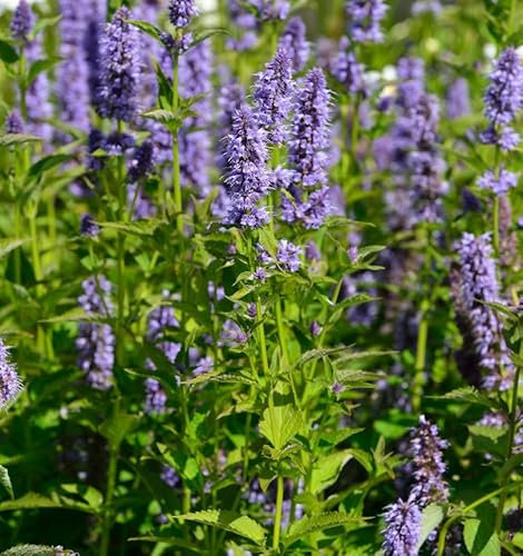 Asiatische Duftnessel - Agastache rugosa - lebende Gartenpflanze aus den Baumschulen
