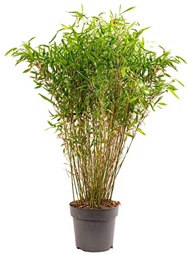 Fargesia Murielae Winter Black - Non-Invasive Clumping Bamboo with Unique Black Stems, Hardy and Ideal Garden Plant for Screening, Perfect for UK Climate (110-130CM (Incl. Pot))