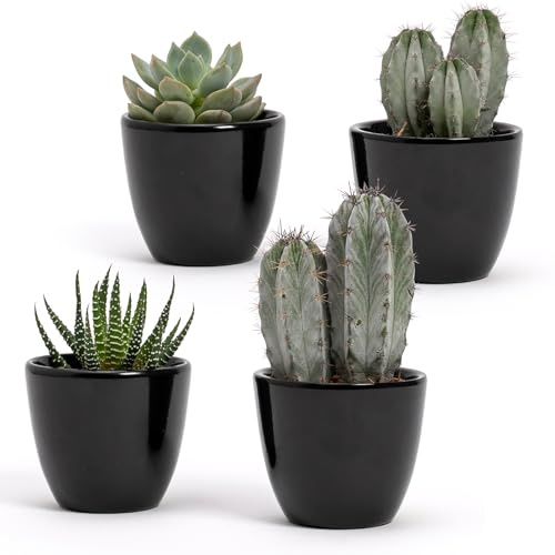 Set med 4 glänsande vita keramiska krukor | Storlek 7 x 6 cm | Perfekt för suckulenter, bonsai, blommor, moderna dekorativa krukor för hem, skrivbord, bord, kontor (svart)