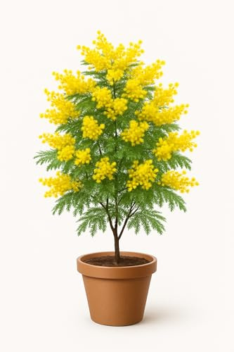 25 graines à semer - Le Grenier d'Abondance - MIMOSA Noir - Acacia Decurrens