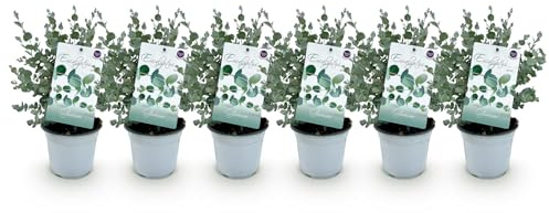 Pianta da terrazzo - Eucalipto - Eucalyptus gunni - Grigio - Resistente | 6 pezzi - 30-40cm - Ø14cm - Pianta da giardino