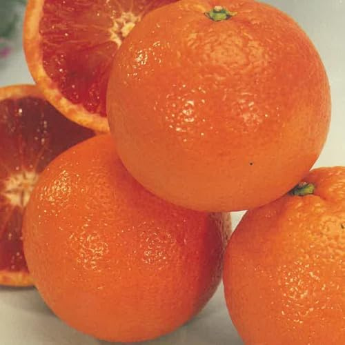 PIANTA DI ARANCIO innesto basso in vaso 20 (foto reali)