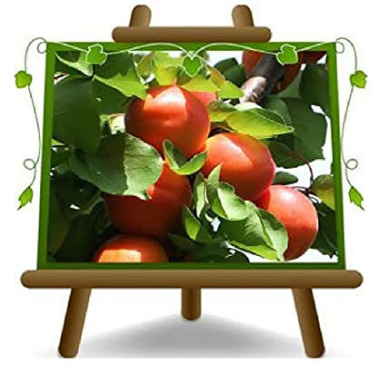 EURO PLANTS VIVAI Albicocco Nano pianta da frutto su vaso 20 cm Altezza 60~80 cm - Età 2 anni
