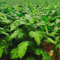 600 piezas variedades de semillas de tabaco, semillas de tabaco, plantas, semillas de variedades antiguas., planta de tabaco (Nicotiana tabacum) jardín de hierbas, plantas de jardín