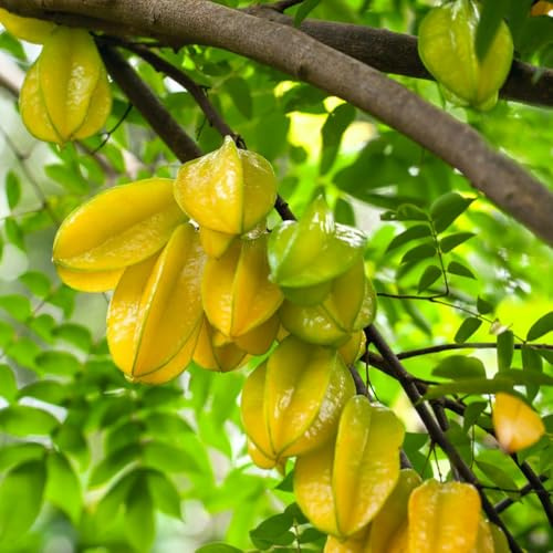 semi di carambola - comprare Averrhoa carambola - semi di serre da balcone frutteto da giardino regali per gli amanti del giardino 55pcs