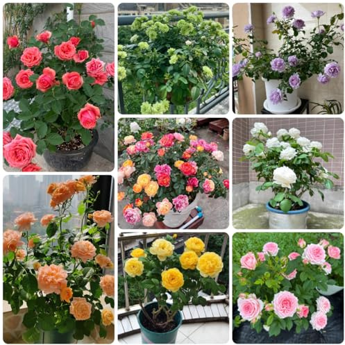 rosal trepadoras, de jardín de rocas rosas trepadoras semillas silvestres sombra primavera, resistentes en macetas Decoraciones otoñales un jardín 200semillas