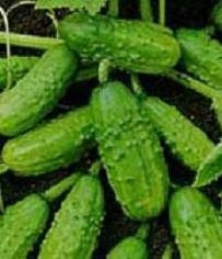 Cucumber National Pickling 20 seeds