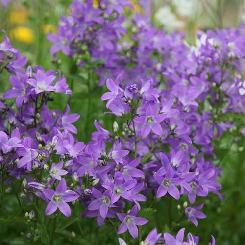 Plant Theory Prichard'S Variety Milky Bellflower Perennials Flowering Plants Campanula 2L Pot