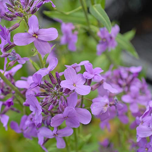 Hesperis matronalis Kew Pollination Collection Sweet Rocket Hardy Biennial Garden Wildflower Plant Easy to Grow Your Own 1x Seed Packet (Approx. 500 Seeds) by Thompson and Morgan